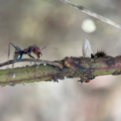 Iridomyrmex purpureus at Mount Ainslie - 13 Mar 2024