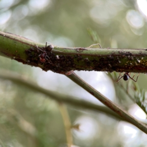 Iridomyrmex purpureus at Mount Ainslie - 13 Mar 2024