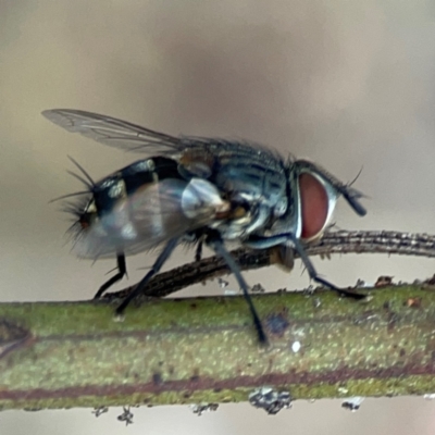 Unidentified Bristle Fly (Tachinidae) at Campbell, ACT - 13 Mar 2024 by Hejor1