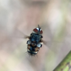 Tachinidae (family) at Mount Ainslie - 13 Mar 2024 03:56 PM