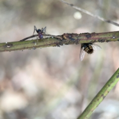 Tachinidae (family) at Mount Ainslie - 13 Mar 2024 03:56 PM