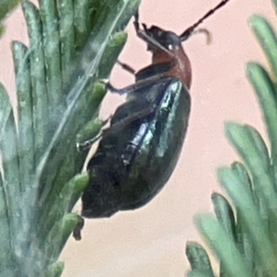 Adoxia benallae (Leaf beetle) at Mount Ainslie - 13 Mar 2024 by Hejor1