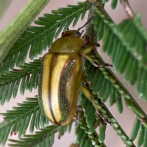 Calomela juncta at Mount Ainslie - 13 Mar 2024