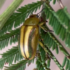 Calomela juncta (Leaf beetle) at Campbell, ACT - 13 Mar 2024 by Hejor1
