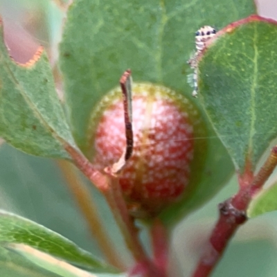 Paropsisterna fastidiosa (Eucalyptus leaf beetle) at Campbell, ACT - 13 Mar 2024 by Hejor1