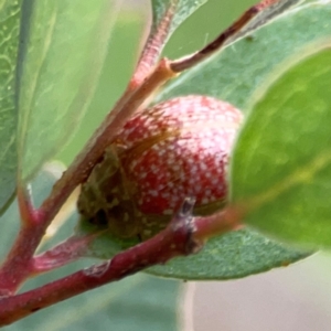 Paropsisterna fastidiosa at Mount Ainslie - 13 Mar 2024