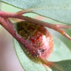 Paropsisterna fastidiosa at Mount Ainslie - 13 Mar 2024