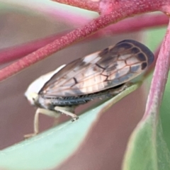 Brunotartessus fulvus at Mount Ainslie - 13 Mar 2024