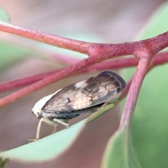 Brunotartessus fulvus at Mount Ainslie - 13 Mar 2024