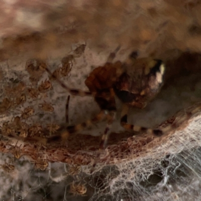 Cryptachaea veruculata (Diamondback comb-footed spider) at Campbell, ACT - 13 Mar 2024 by Hejor1