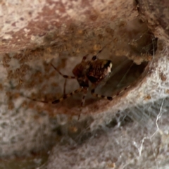 Cryptachaea veruculata at Mount Ainslie - 13 Mar 2024 03:49 PM