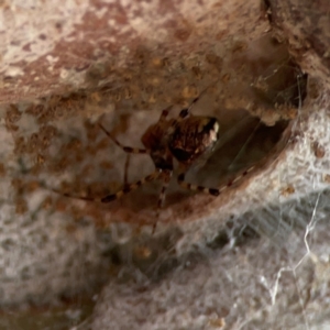 Cryptachaea veruculata at Mount Ainslie - 13 Mar 2024 03:49 PM