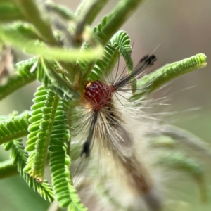 Orgyia anartoides at Mount Ainslie - 13 Mar 2024