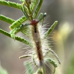 Orgyia anartoides at Mount Ainslie - 13 Mar 2024