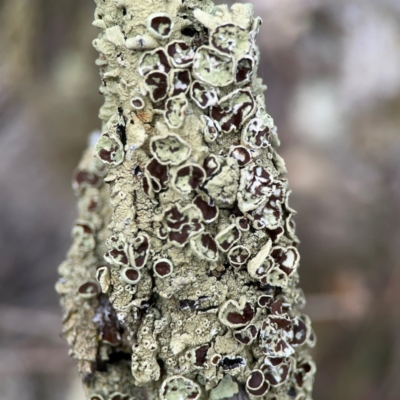 Flavoparmelia sp. (Flavoparmelia Lichen) at Mount Ainslie - 13 Mar 2024 by Hejor1