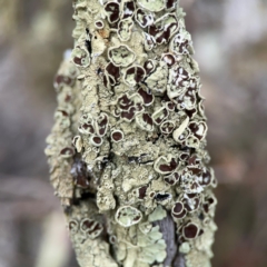 Flavoparmelia sp. at Mount Ainslie - 13 Mar 2024