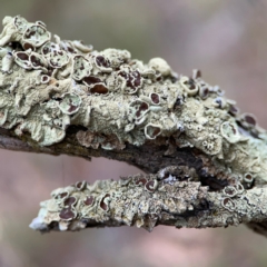 Flavoparmelia sp. at Mount Ainslie - 13 Mar 2024