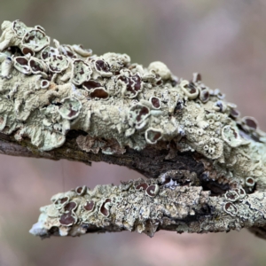 Flavoparmelia sp. at Mount Ainslie - 13 Mar 2024