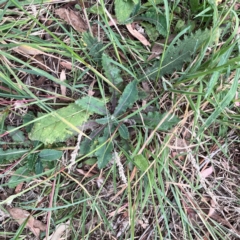 Sonchus oleraceus (Annual Sowthistle) at Campbell, ACT - 13 Mar 2024 by Hejor1