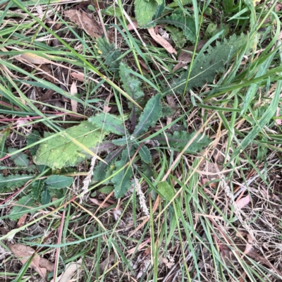 Sonchus oleraceus (Annual Sowthistle) at Campbell, ACT - 13 Mar 2024 by Hejor1