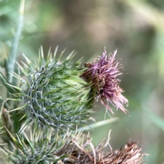 Cirsium vulgare (Spear Thistle) at Campbell, ACT - 13 Mar 2024 by Hejor1