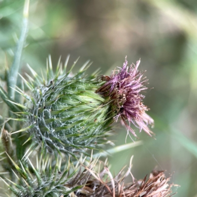 Cirsium vulgare (Spear Thistle) at Campbell, ACT - 13 Mar 2024 by Hejor1