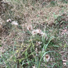 Cirsium vulgare at Mount Ainslie - 13 Mar 2024
