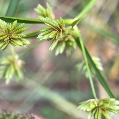 Cyperus eragrostis (Umbrella Sedge) at Mount Ainslie - 13 Mar 2024 by Hejor1