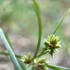 Cyperus eragrostis at Mount Ainslie - 13 Mar 2024