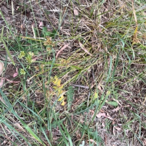 Cyperus eragrostis at Mount Ainslie - 13 Mar 2024