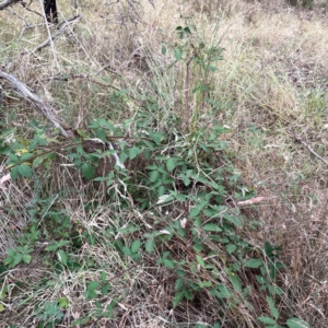 Rubus anglocandicans at Mount Ainslie - 13 Mar 2024 03:44 PM