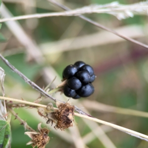 Rubus anglocandicans at Mount Ainslie - 13 Mar 2024