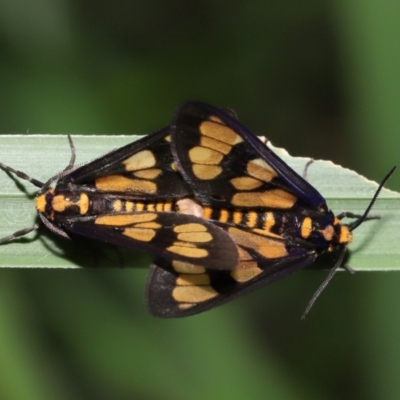 Amata (genus) (Handmaiden Moth) at Capalaba, QLD - 10 Mar 2024 by TimL