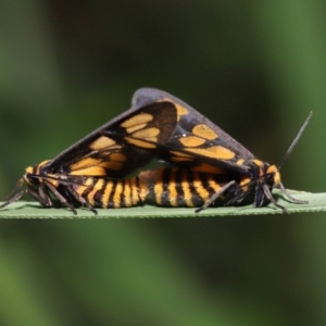 Amata (genus) at Capalaba, QLD - 10 Mar 2024 10:28 AM