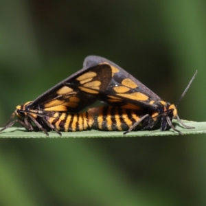 Amata (genus) at Capalaba, QLD - 10 Mar 2024