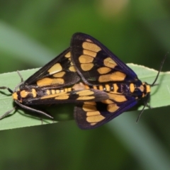 Amata (genus) at Capalaba, QLD - 10 Mar 2024