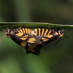 Amata (genus) at Capalaba, QLD - 10 Mar 2024