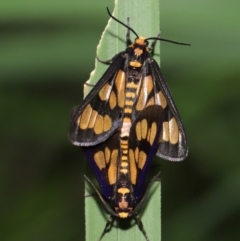 Amata (genus) at Capalaba, QLD - 10 Mar 2024