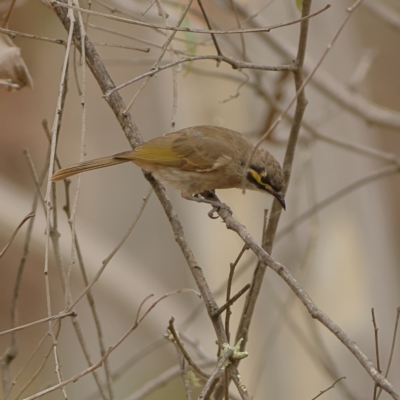 Caligavis chrysops (Yellow-faced Honeyeater) at West Stromlo - 13 Mar 2024 by MichaelWenke