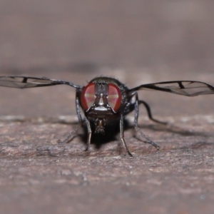 Pogonortalis doclea at Capalaba, QLD - 10 Mar 2024 10:02 AM