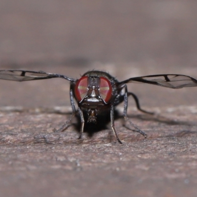 Pogonortalis doclea (Boatman fly) at Capalaba, QLD - 10 Mar 2024 by TimL