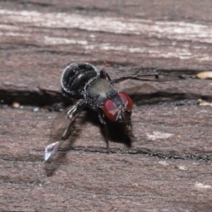 Pogonortalis doclea at Capalaba, QLD - 10 Mar 2024 10:02 AM