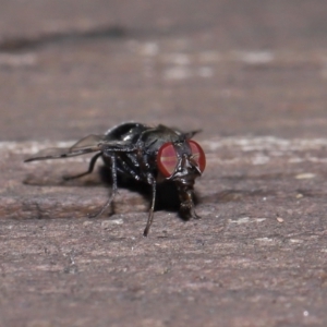 Pogonortalis doclea at Capalaba, QLD - 10 Mar 2024 10:02 AM