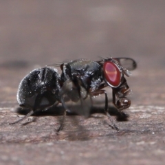 Pogonortalis doclea at Capalaba, QLD - 10 Mar 2024 10:02 AM