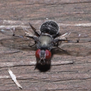 Pogonortalis doclea at Capalaba, QLD - 10 Mar 2024 10:02 AM