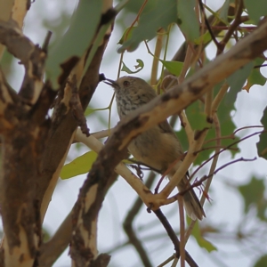 Acanthiza pusilla at West Stromlo - 13 Mar 2024 02:00 PM