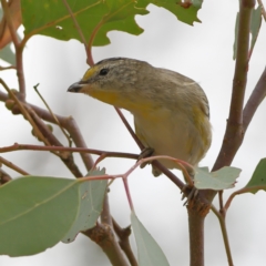 Pardalotus striatus (Striated Pardalote) at West Stromlo - 13 Mar 2024 by MichaelWenke