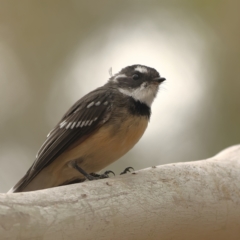 Rhipidura albiscapa (Grey Fantail) at West Stromlo - 13 Mar 2024 by MichaelWenke