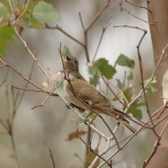 Chrysococcyx basalis (Horsfield's Bronze-Cuckoo) at West Stromlo - 13 Mar 2024 by MichaelWenke