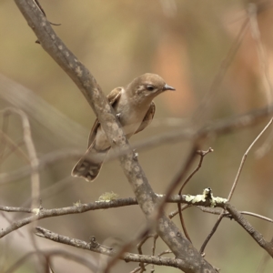 Chrysococcyx basalis at West Stromlo - 13 Mar 2024